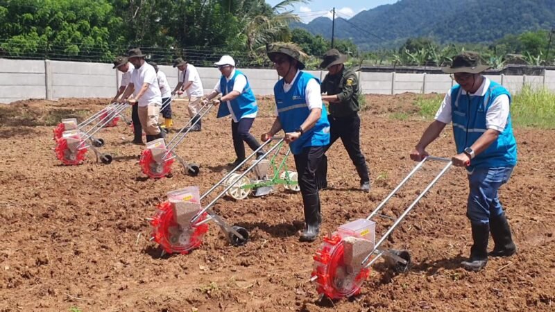 Sorgum Cipatuguran jadi energi hijau untuk PLTU Palabuhanratu.